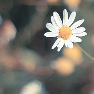 无限循环呼叫手机号软件